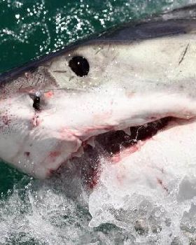 cage-diving-with-great-white-sharks-in-south-africa