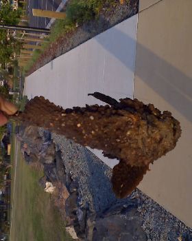 Stonefish at Scarborough Beach Redcliffe QLD