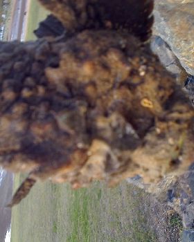 Stone fish at  Scarborough spit, QLD mid winter on sand flat! 