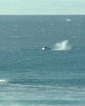 Killer whales