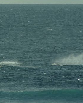 Killer whales strike