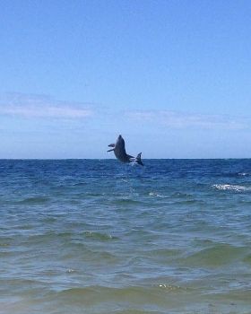 Not a lot of wind but plenty wildlife