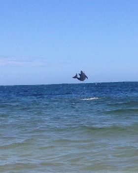 Not a lot of wind but plenty wildlife