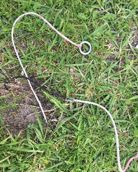 snapped bungee