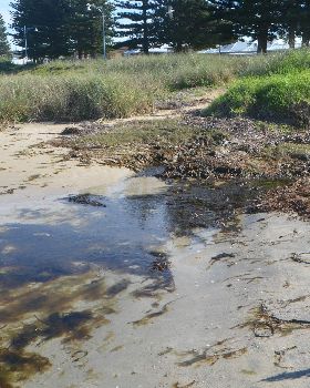 Algae impact from excessive nutrients