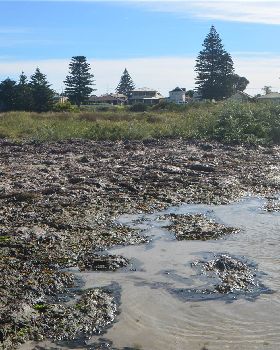 Algae impact from excessive nutrients
