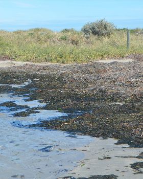 Algae impact from excessive nutrients