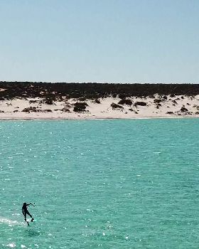 shark bay foil 3