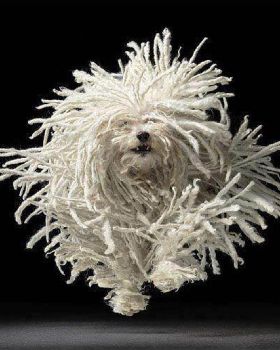 Komondor