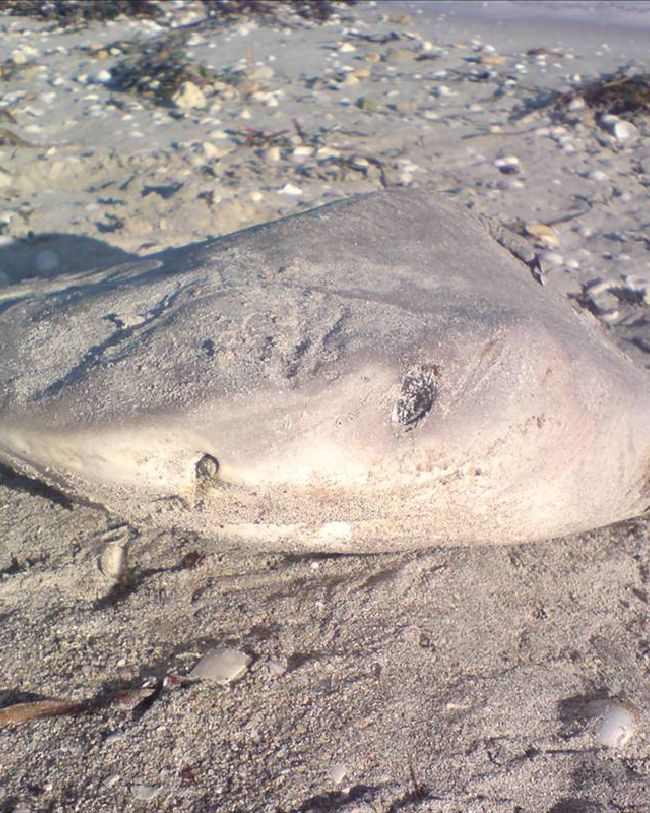 Shark!