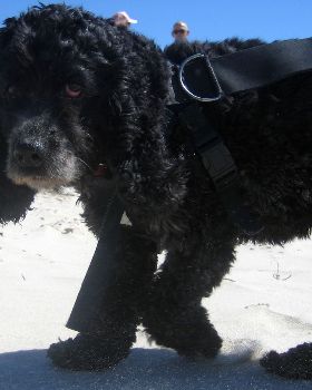 She's got her harness... but no kite
