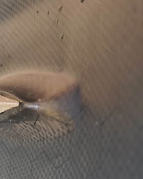 T1 Triton foil Mono-wing