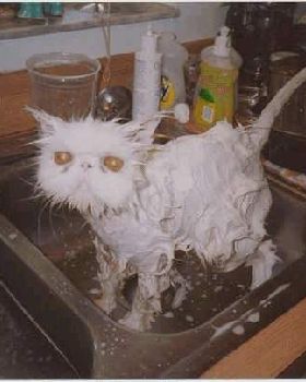 a picture of most kitesurfers (pussys)