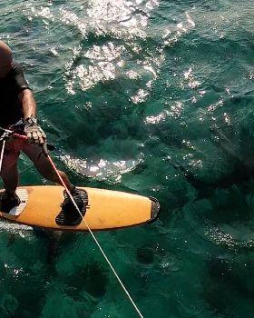 shark-foiling (1)