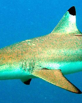 Friendly shark