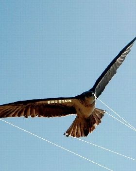 New 5 Line Bird Brain Kite 