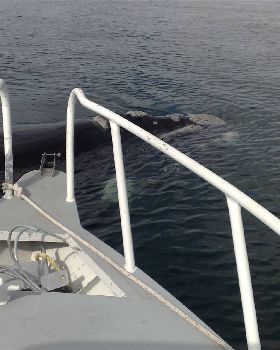 Whale checkin me out