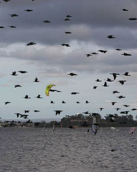away with the birds (literally)