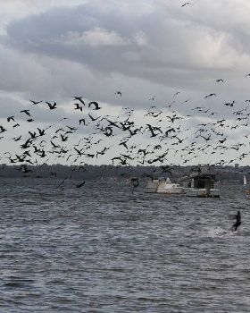 away with the birds (literally)