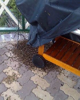 BBQd Bees 