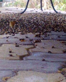 BBQd Bees 