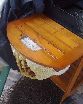 BBQd Bees 