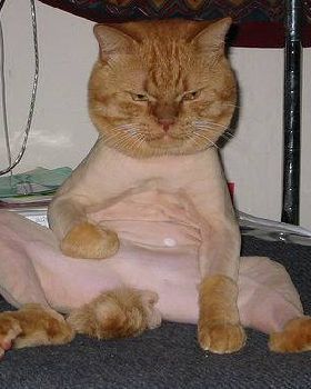 shaven pussy