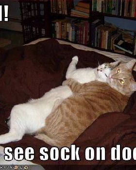 kool 4 cats
