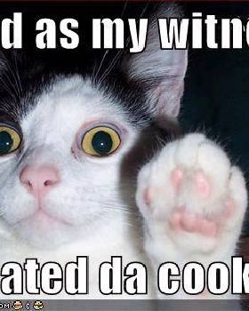 kool 4 cats