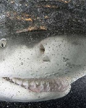 Smiling Shark