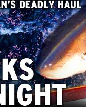 100 sharks a night nsw