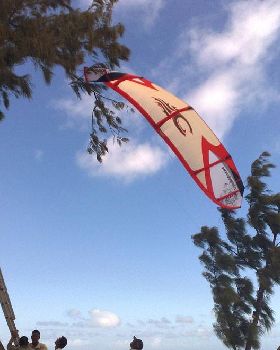 Cabrinah in tree