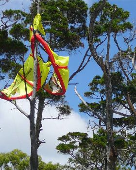 Tree kite1