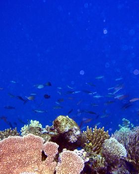 Fiji coral pics