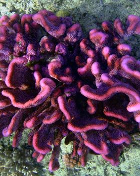Fiji coral pics