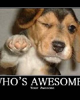 Your Awesome