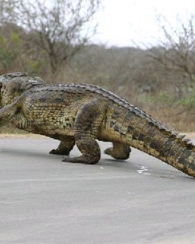 croc