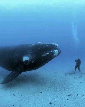 SaveTheWhales