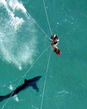 kite-surf-shark