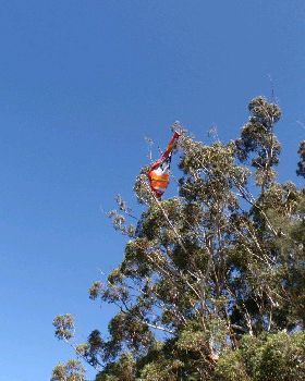 tree kite