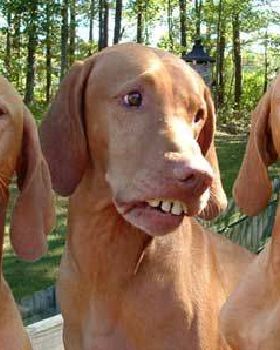 hillbilly-dogs