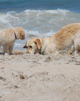 lucky dogz