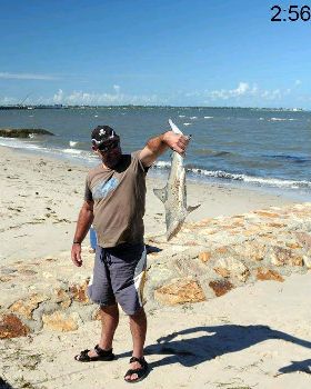Small Bull Shark