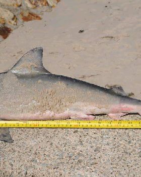 Small Bull Shark