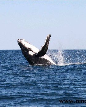 www.ningalooexcape.com.au