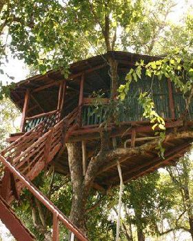 tree-house-[1]