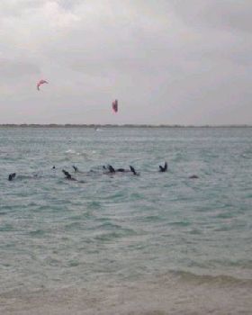 Seals