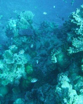 fiji 2