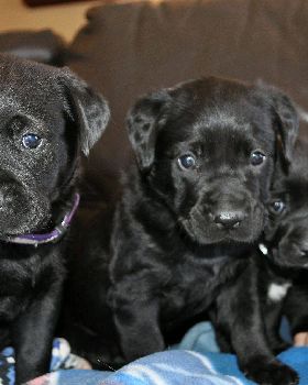 pups 4 sale   golden retreiver cross mastif/boxer