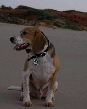 Bruno